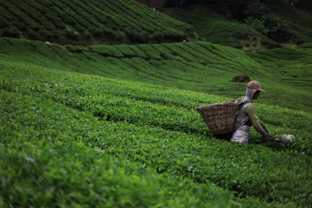 Sikkim Darjeeling tour