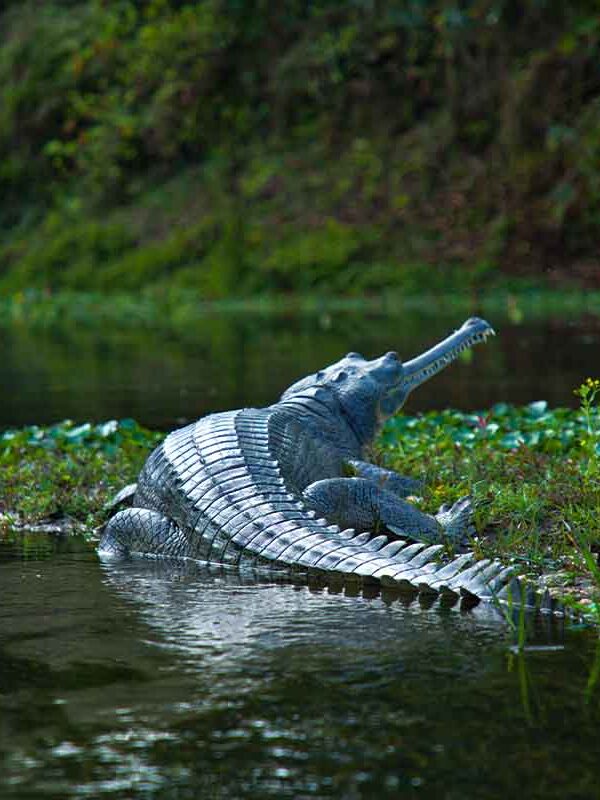 Crocodile