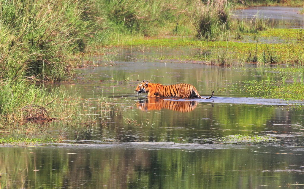 Nepal Wildlife tour