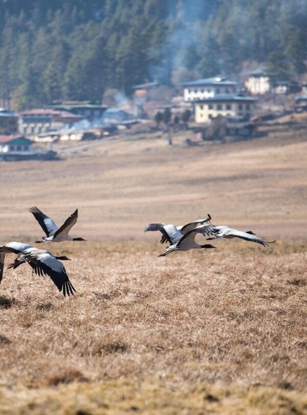 black necked cranes